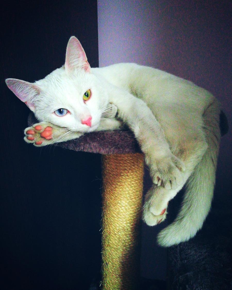 Jagoda 