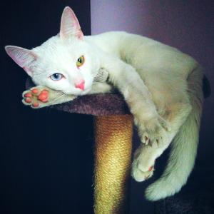 Jagoda 