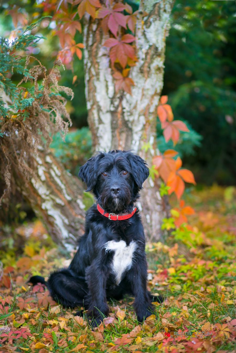 Tobi