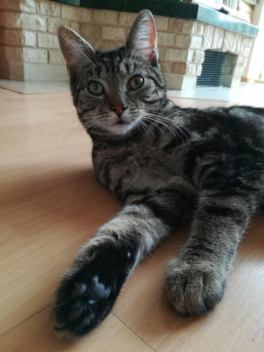 Czaruś 