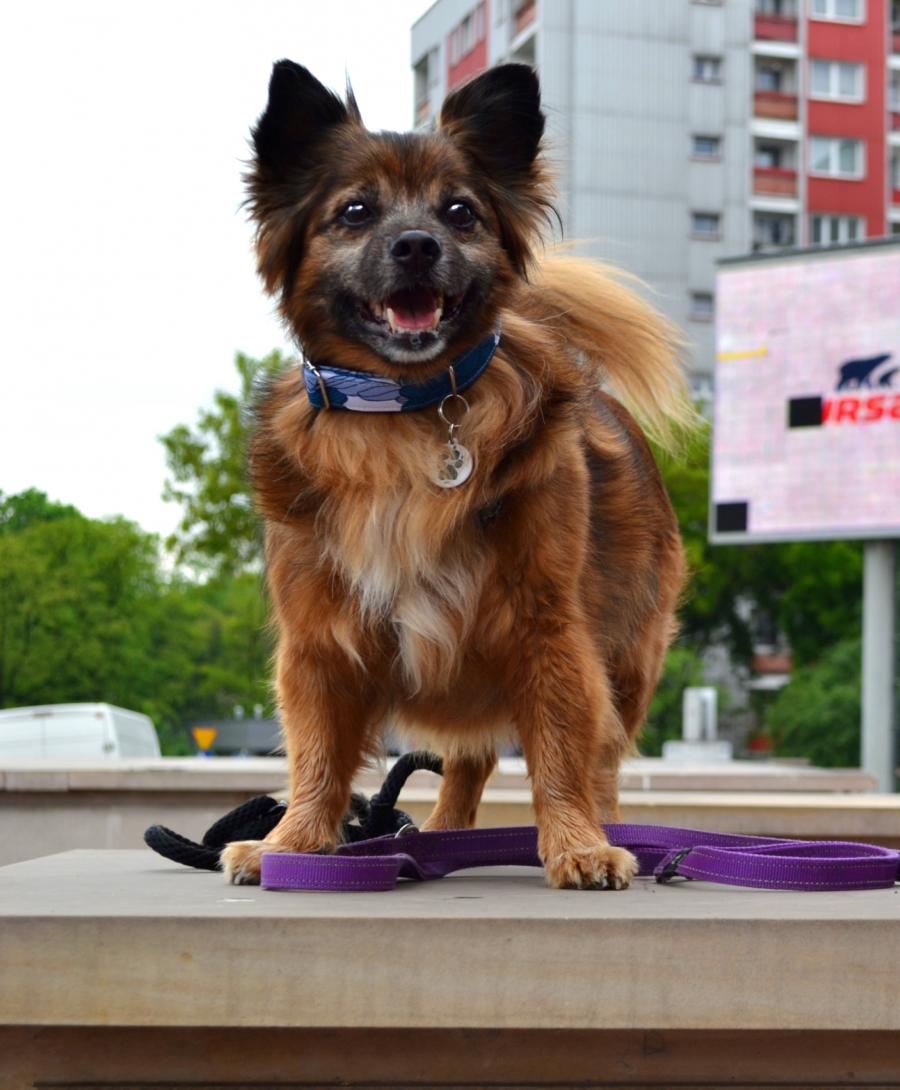 Tobi