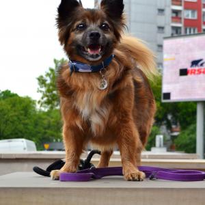 Tobi