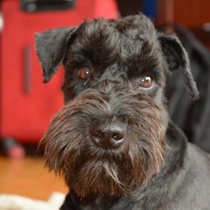 Bazyli