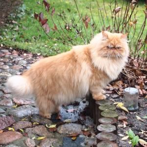 Lilu