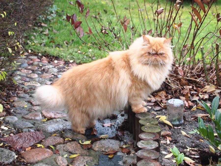 Lilu