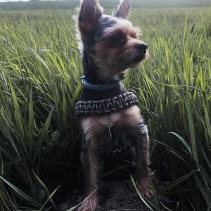 Luki