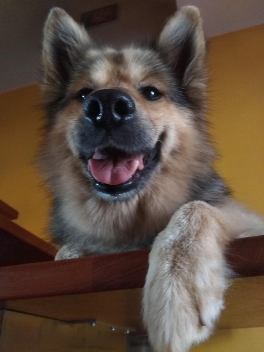 Dżeki