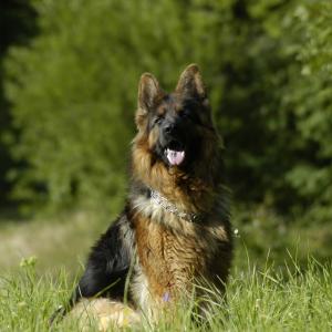 Hektor