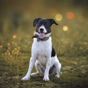 Fido 