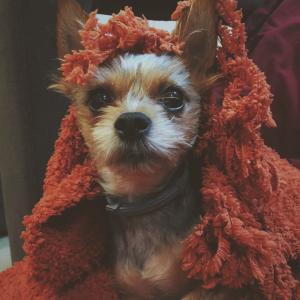 Luki