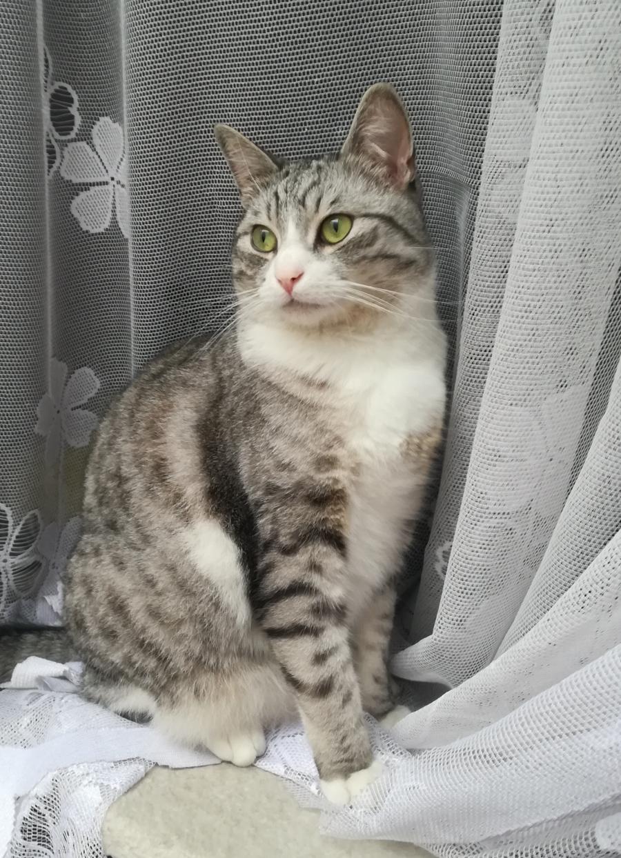 Whiskey 