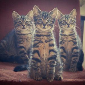 Simba, Nala i Kiara 