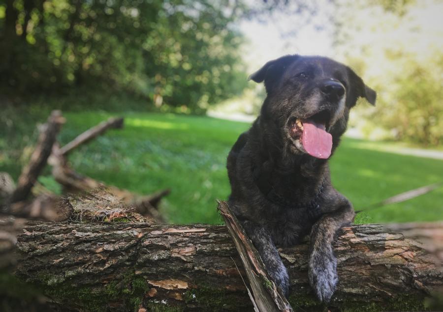 Kodi