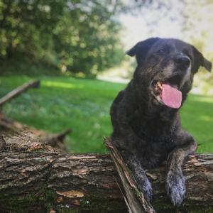 Kodi
