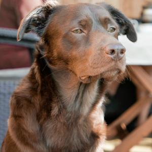 Roki