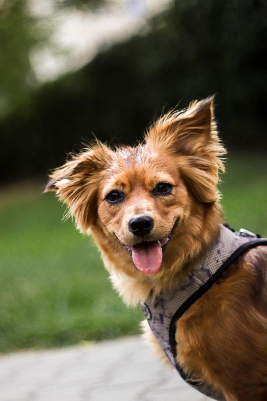 Coco