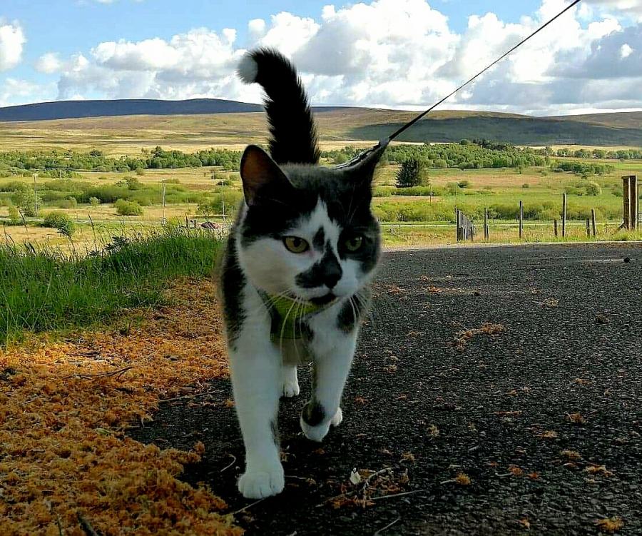 Tobi