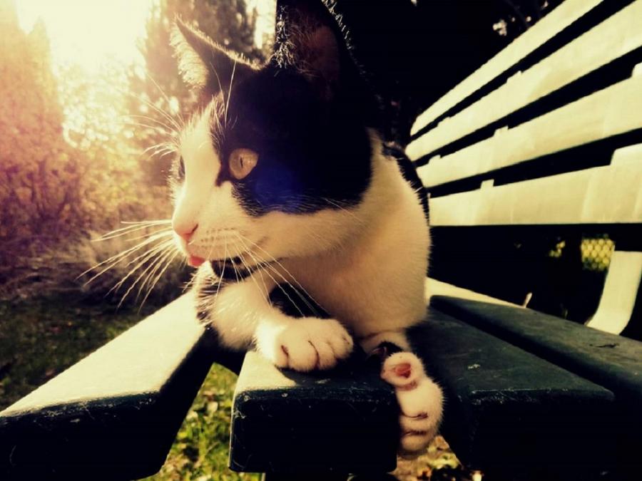 Jagger